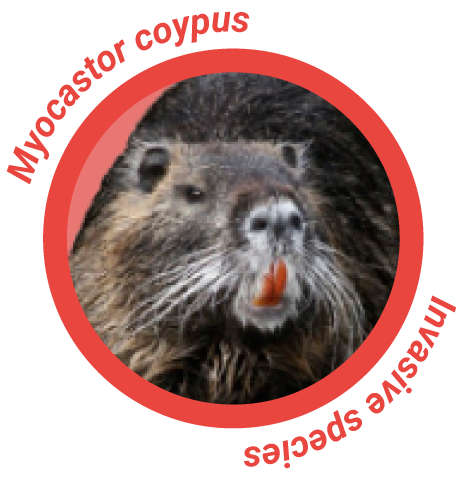 Myocastor_coypus, invasive species 